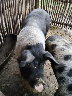 Porcii de tăiat de Crăciun  - imagine 2