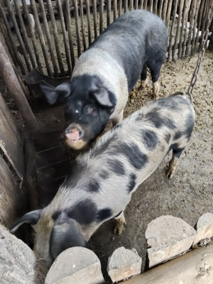 Porcii de tăiat de Crăciun  - imagine 3