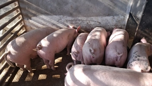 Grasuni de la 50-110,120,130   kg ,rasa marele alb cu landras