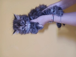 In căutarea de casa nouă  - imagine 2