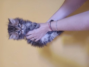 In căutarea de casa nouă  - imagine 4