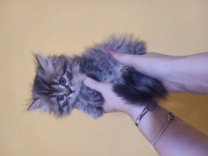 In căutarea de casa nouă  - imagine 5