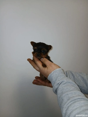 Yorkshire terrier toy  - imagine 3