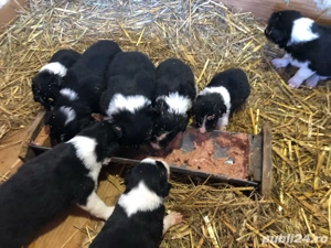 puiuti border collie  - imagine 2