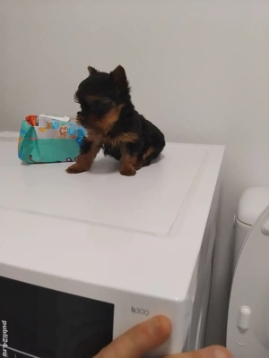 Yorkshire terrier toy  - imagine 2