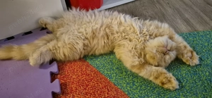 Pisici persane orange  - imagine 3