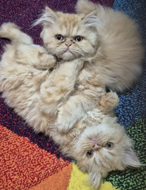 Pisici persane orange  - imagine 2