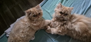 Pisici persane orange  - imagine 4