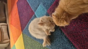 Pisici persane orange  - imagine 5