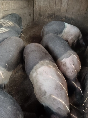 Porci Bazna,de vânzare 