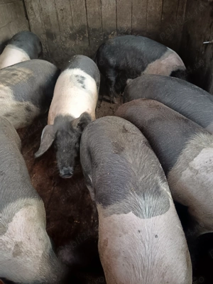 Porci Bazna,de vânzare  - imagine 3