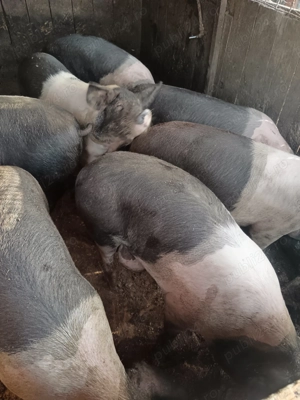 Porci Bazna,de vânzare  - imagine 2