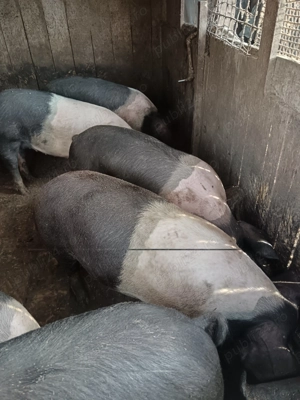 Porci Bazna,de vânzare  - imagine 5