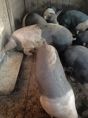 Porci Bazna,de vânzare  - imagine 4