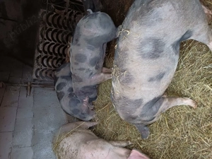 Porc pt tăiat de vanzare - imagine 2