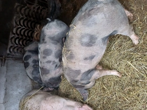 Porc pt tăiat de vanzare - imagine 3