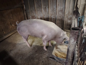 Porci rasa pietrean - imagine 3