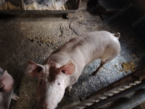 Porci rasa pietrean - imagine 2