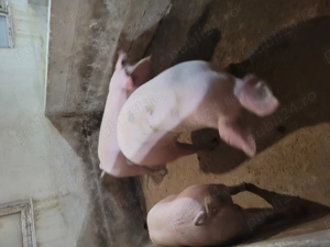 Vând porci tineri! - imagine 2