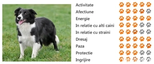 puiuti border collie 