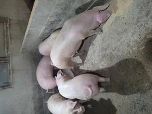 Vând porci tineri! - imagine 3