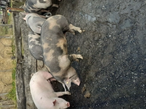 Vând porci  - imagine 4