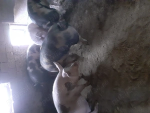 Vând porci  - imagine 2