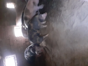 Vind porcu de calitate cu greutate în jur de 200 kg preț 15 RON kg