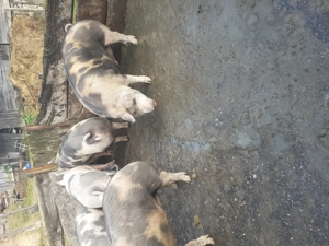 Vând porci  - imagine 3