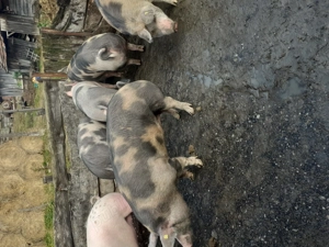 Vând porci  - imagine 5