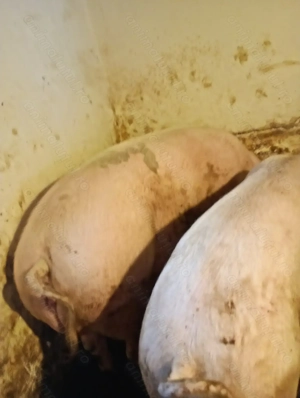 Porci și șoldani vânzare 