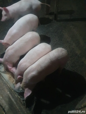 Vând 5 șoldani - imagine 3