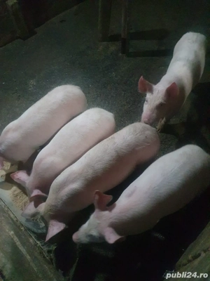 Vând 5 șoldani - imagine 4