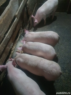 Vând 5 șoldani - imagine 2