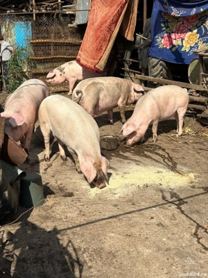 porci de vinzare  - imagine 4