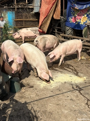 porci de vinzare  - imagine 3