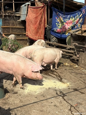 porci de vinzare  - imagine 5
