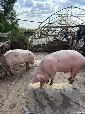 porci de vinzare 
