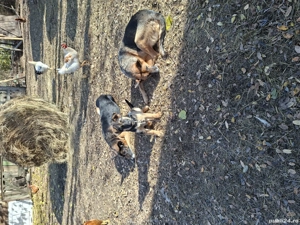 vând ciobănesc german 