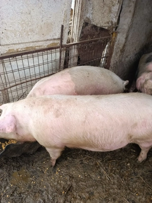 Vând porci movila miresii  - imagine 2