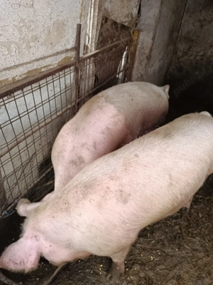 Vând porci movila miresii  - imagine 3