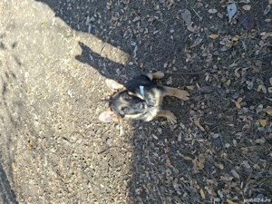 vând ciobănesc german  - imagine 2