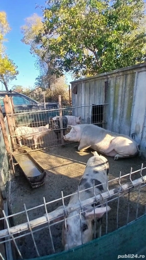 porci de craciun  - imagine 3