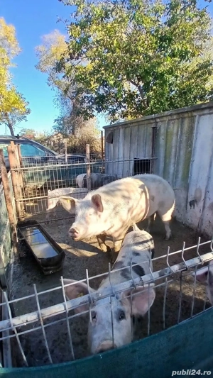 porci de craciun  - imagine 2