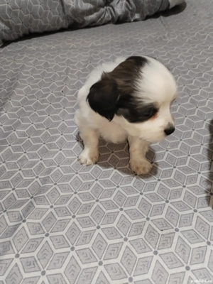 Bishon pui - imagine 5