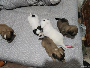 Bishon pui - imagine 3