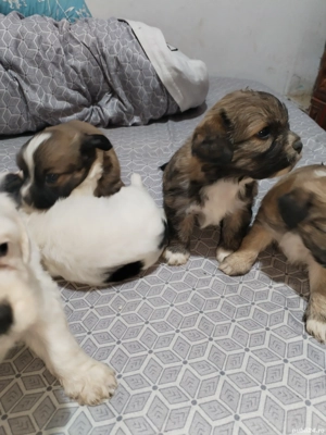 Bishon pui - imagine 2