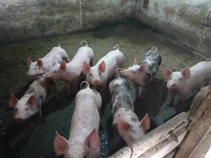 Vand Purcei 500Lei Bucata