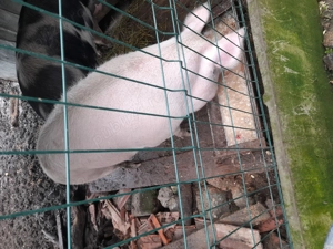 !!!Vand purcea!!! - imagine 3