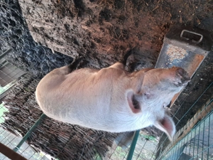 !!!Vand purcea!!! - imagine 5